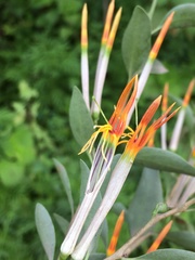 Agelanthus gracilis
