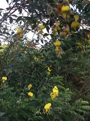 Crotalaria natalitia