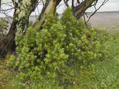 Tasmannia xerophila