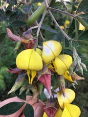 Crotalaria natalitia