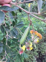 Crotalaria natalitia