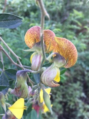Crotalaria natalitia