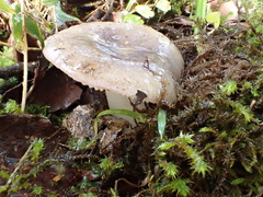 Russula azurea
