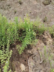 Wahlenbergia grandiflora