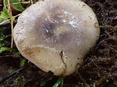 Russula azurea