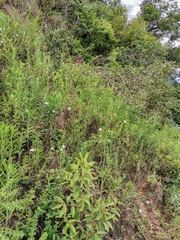 Wahlenbergia grandiflora