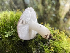 Russula azurea