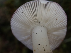 Russula azurea