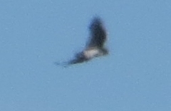 Geranoaetus melanoleucus