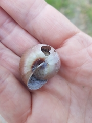 Ponderconcha murphyi