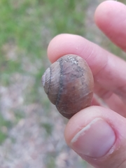Ponderconcha murphyi