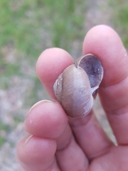 Ponderconcha murphyi