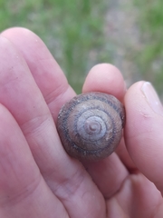 Ponderconcha murphyi