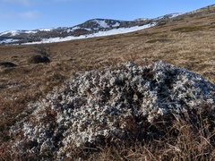 Cerastium biebersteinii