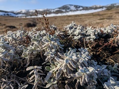 Cerastium biebersteinii