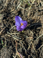 Crocus tauricus