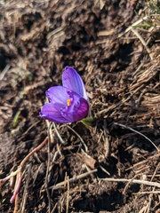 Crocus tauricus