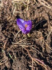 Crocus tauricus