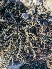 Genista albida