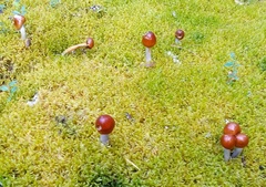 Cortinarius stillatitius