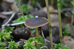 Gymnopus ocior