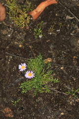 Brachyscome stuartii