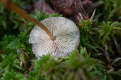 Gymnopus ocior