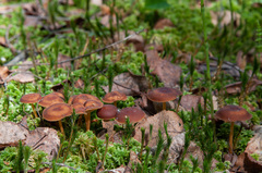 Gymnopus ocior
