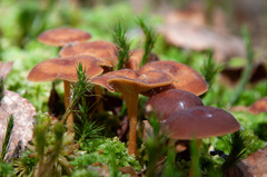 Gymnopus ocior