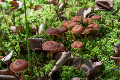 Gymnopus ocior