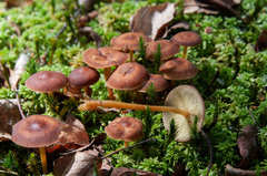 Gymnopus ocior