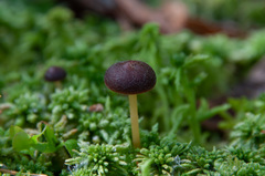 Gymnopus ocior