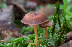 Gymnopus ocior