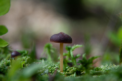 Gymnopus ocior