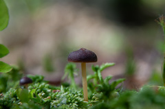 Gymnopus ocior