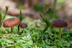 Gymnopus ocior