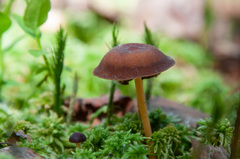Gymnopus ocior