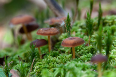 Gymnopus ocior