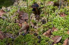 Gymnopus ocior