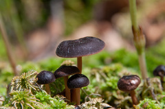 Gymnopus ocior