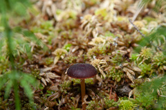 Gymnopus ocior