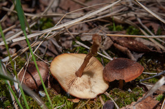 Gymnopus ocior