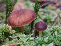 Gymnopus ocior