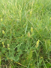 Astragalus cicer