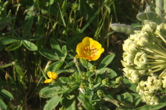 Linum berlandieri