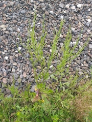 Rhamphospermum arvense