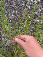 Rhamphospermum arvense