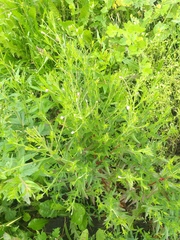 Epilobium tetragonum