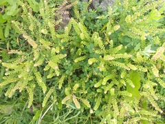 Lepidium densiflorum