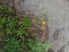 Potentilla thuringiaca